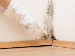 Mold Odor Removal Services in Bay Hill, FL